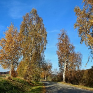 Cesta podzimem